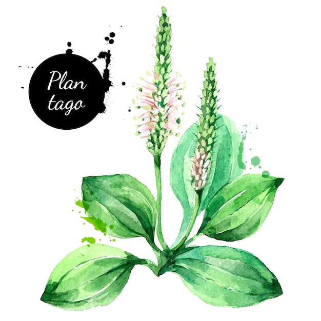 Handgezeichnete aquarell plantago-vektorillustration gemalte skizze botanische kräuter isoliert auf weißem hintergrund