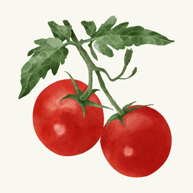 Handgezeichnete Aquarell-Tomatenkollektion