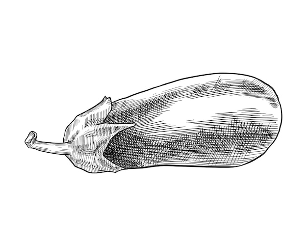 Handgezeichnete Auberginen-Vektor-Illustration isoliert auf weißem Hintergrund