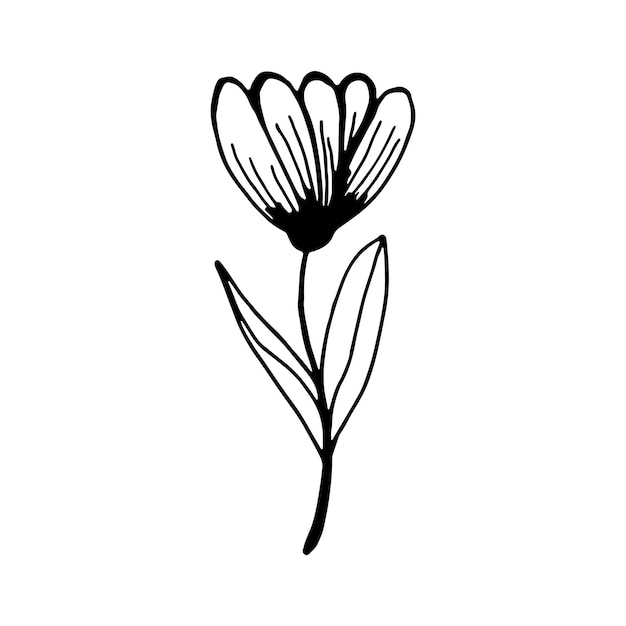 Handgezeichnete blume isoliert auf weißem hintergrund. dekorative doodle-skizze-darstellung. vektor florales element.