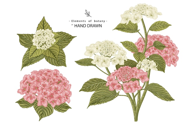 Handgezeichnete botanische illustrationen der rosa und weißen hortensienblume.