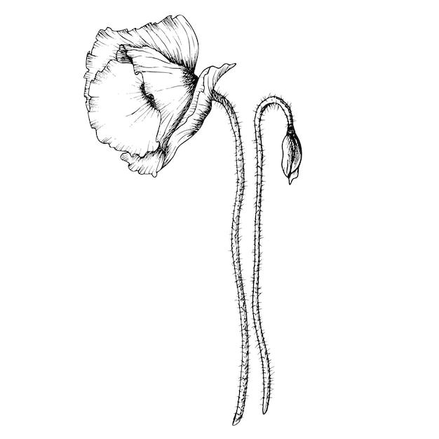 Handgezeichnete botanische vektorillustration im umriss-stil monochrome skizze von wildblumen