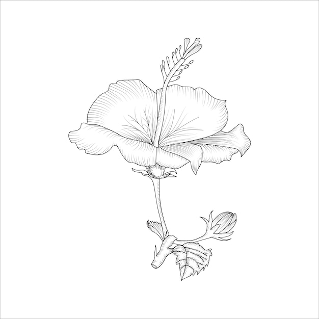 Handgezeichnete China Rose Flowers Sketch zum Ausmalen