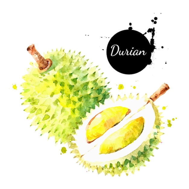 Handgezeichnete durian-fruchtillustration mit aquarell vektorgemalte skizze isoliertes superfoods-poster