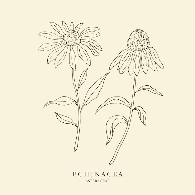 Handgezeichnete echinacea-blumen