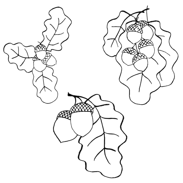 Handgezeichnete eichenblätter und eicheln im herbst. liner