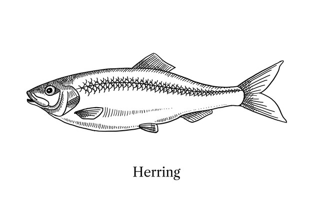 Handgezeichnete fischheringe vektor schwarz-weiße vintage-illustration