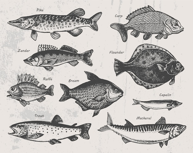 Vektor handgezeichnete fischskizze hecht karpfen zander flunder kaulbarsch brasse lodde forelle makrele vektor-illustration