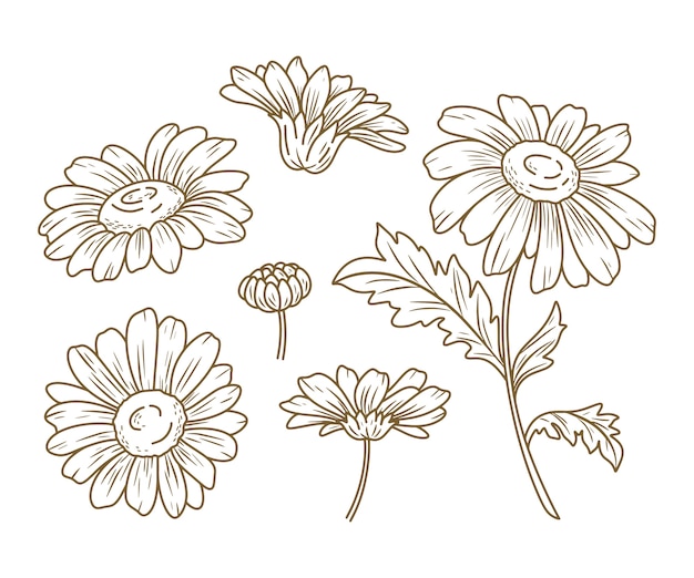 Handgezeichnete Gänseblümchenillustration
