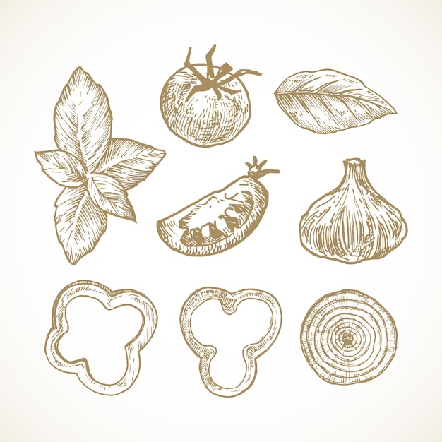 Handgezeichnete gemüse und kräuter-vektor-illustrationen-sammlung. tomaten-, basilikum-, paprika- und zwiebelringe und knoblauch-skizzen-set. natürliche lebensmittel-doodles. isoliert.