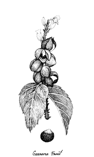 Handgezeichnete Guarana oder Paullinia Cupana Früchte