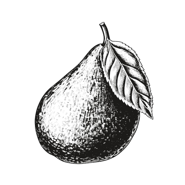 Handgezeichnete Illustration der Avocado im gravierten Stil isoliert auf weißem Hintergrund