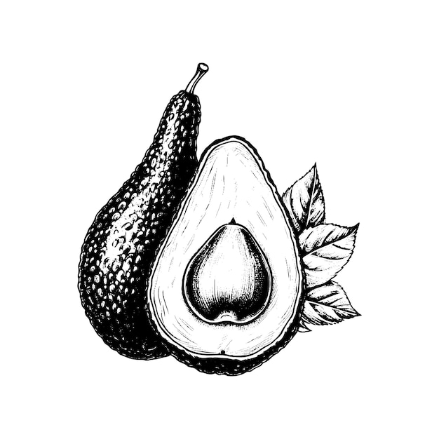 Vektor handgezeichnete illustration der avocado im gravierten stil isoliert auf weißem hintergrund