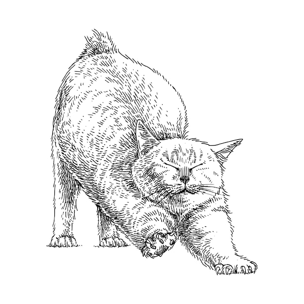 Vektor handgezeichnete illustration der süßen katze, die sich ausdehnt