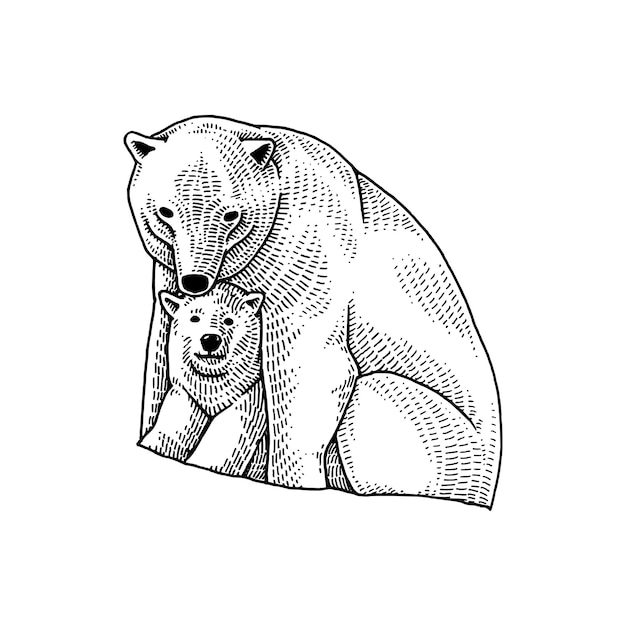 Handgezeichnete illustration des eisbären und ihres babys