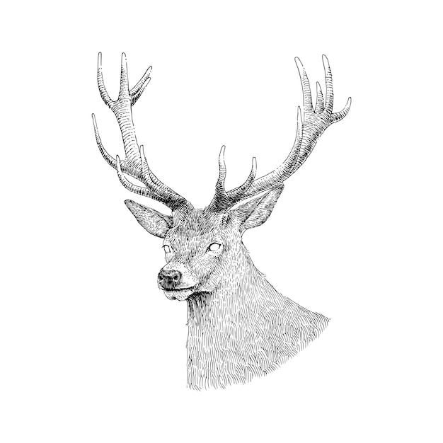 Handgezeichnete illustration von big horn deer