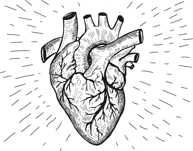 Vektor handgezeichnete illustrationen der herzanatomie