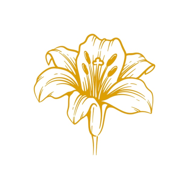 Vektor handgezeichnete lilienblume. lilienblumen-linienkunst-vektorillustration