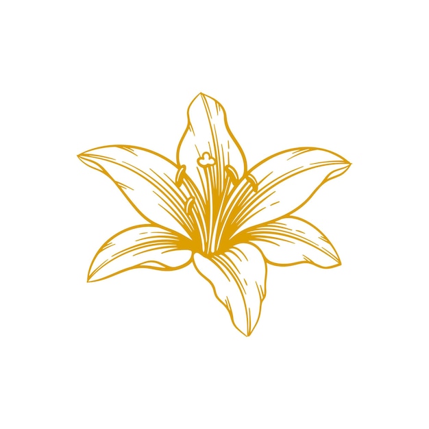 Vektor handgezeichnete lilienblume. lilienblumen-linienkunst-vektorillustration