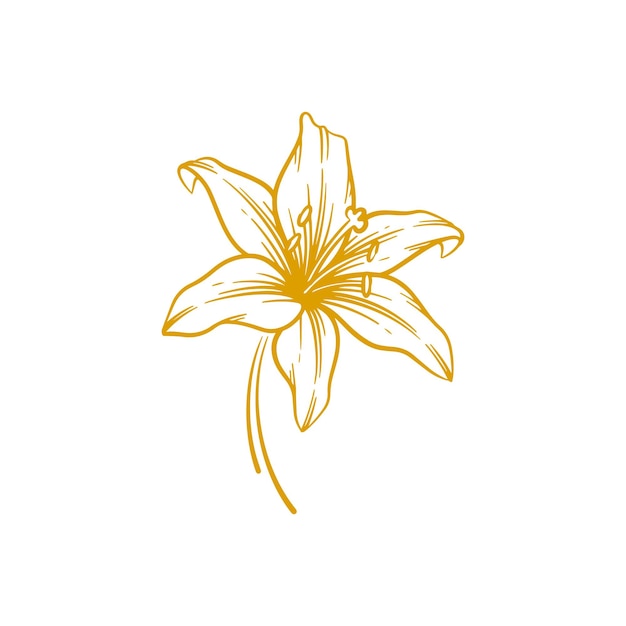 Handgezeichnete lilienblume. lilienblumen-linienkunst-vektorillustration