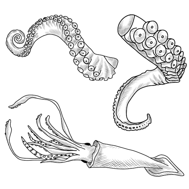 Handgezeichnete linie kunstillustration von tintenfisch und tintenfisch