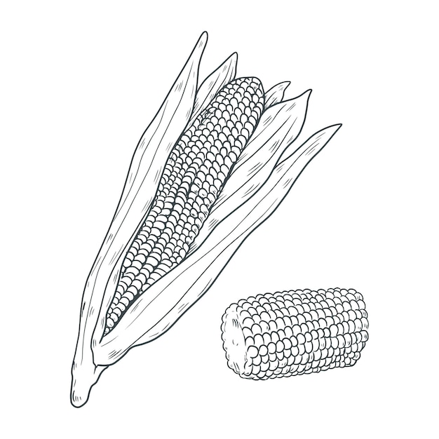 Handgezeichnete Maiskolben-Zeichnung