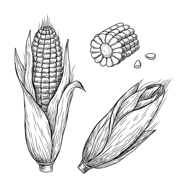 Vektor handgezeichnete maiskolben-zeichnung