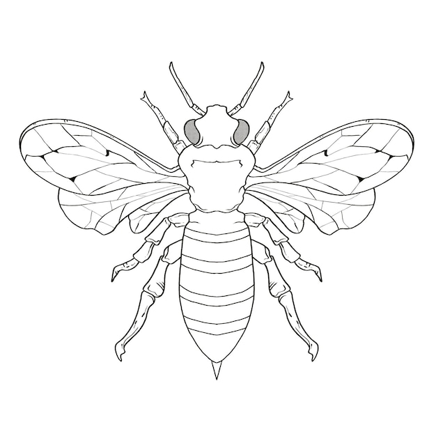 Handgezeichnete Malbuch Insekten Hummel Illustrationen Zeichnung Gravur Strichzeichnungen im Doodle-Stil
