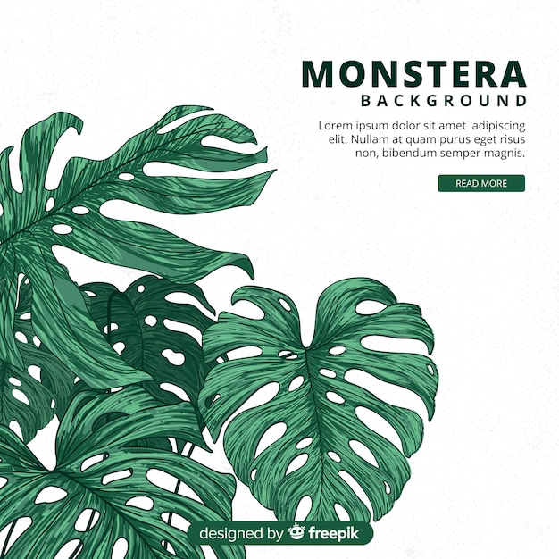 Vektor handgezeichnete monstera blätter