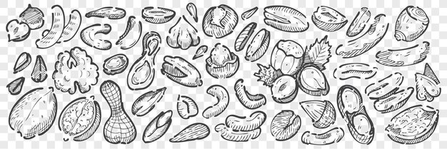 Handgezeichnete nüsse gekritzel-set. sammlung bleistift kreide zeichnung skizzen von mandel cashewnüsse macadamia erdnüsse zeder pistazien haselnüsse walnüsse samen auf transparentem hintergrund. illustration der natürlichen nahrung.