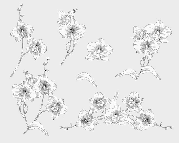 Handgezeichnete Orchideeblumen-Illustration