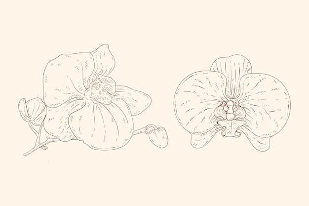 Handgezeichnete Orchideen umreißen