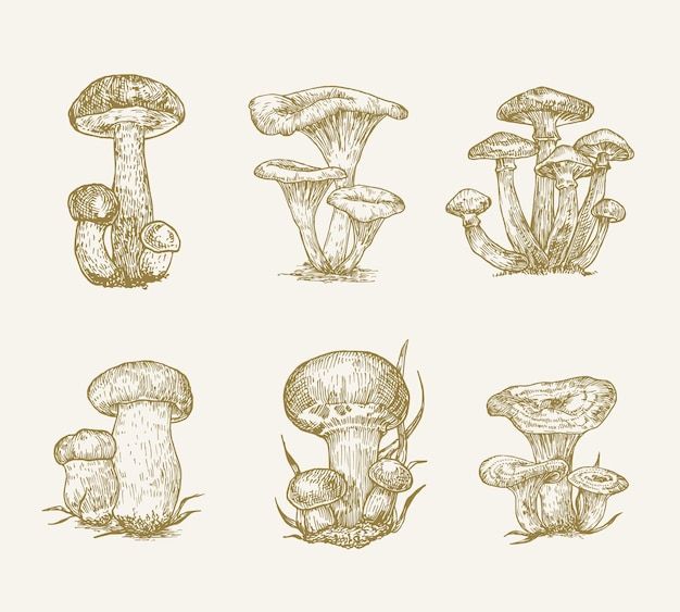 Handgezeichnete pilze vektor illustrationen sammlung champignons honig pilze orange cap steinpilze ...
