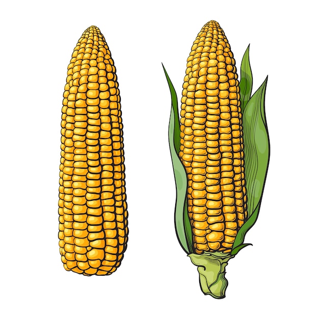 Handgezeichnete reife maiskolben