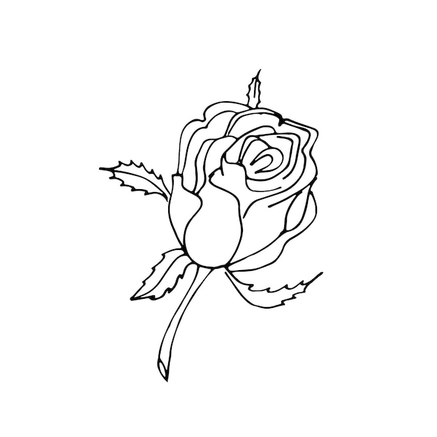 Handgezeichnete rose strichzeichnungen vektor-doodle-illustration