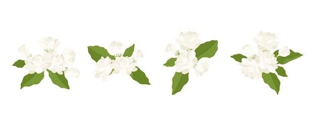 Vektor handgezeichnete sammlung von jasminblütenillustrationen
