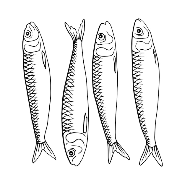 Handgezeichnete Sardinen-Illustration
