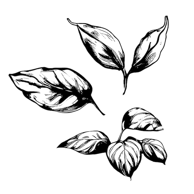 Handgezeichnete Skizze Blätter einer Pflanze