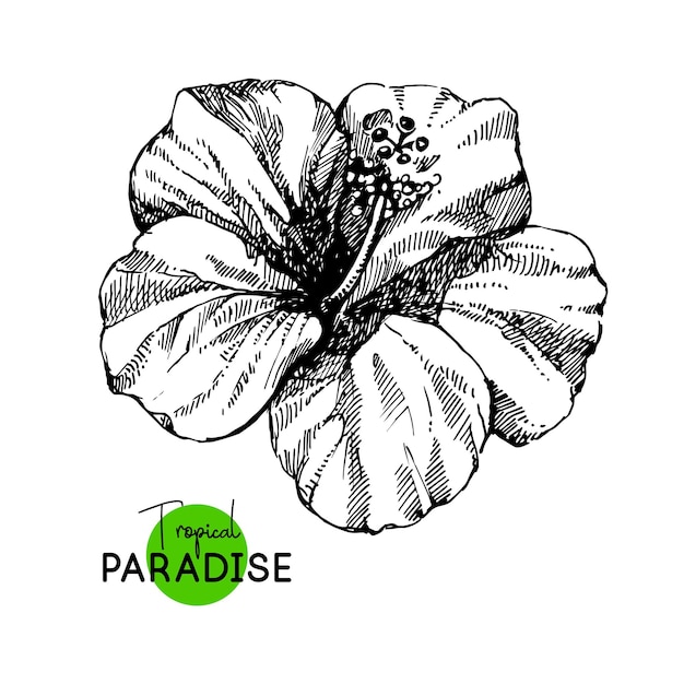 Handgezeichnete skizze der tropischen paradiespflanze hibiskusblüte hintergrundvektorillustration
