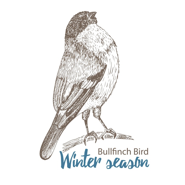 Handgezeichnete Skizze Dompfaff Vogel sitzt auf Zweig Isoliert auf weißem Hintergrund Gravur Stil Wintersaison Vögel für viktorianische Retro-Feiertagskarten Design Vintage Illustration