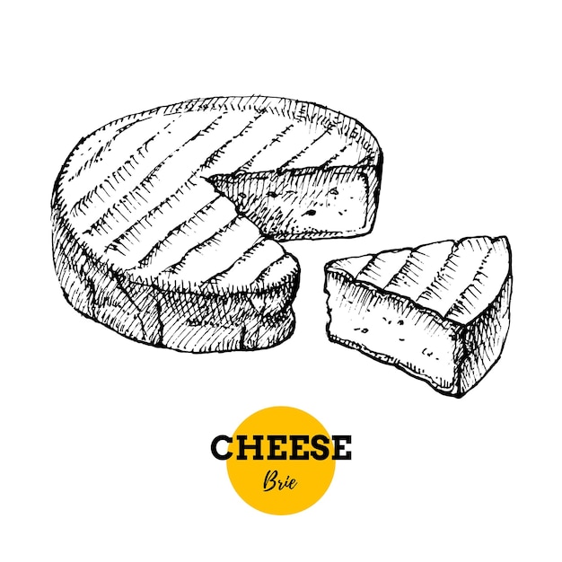 Vektor handgezeichnete skizze käse brie hintergrund vektor-illustration von natürlichen milchprodukten