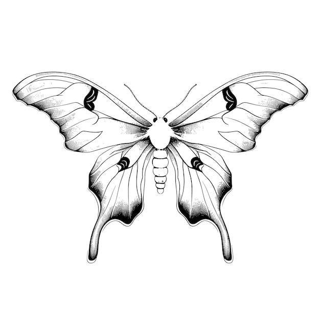 Handgezeichnete Skizze Luna Moth Illustration