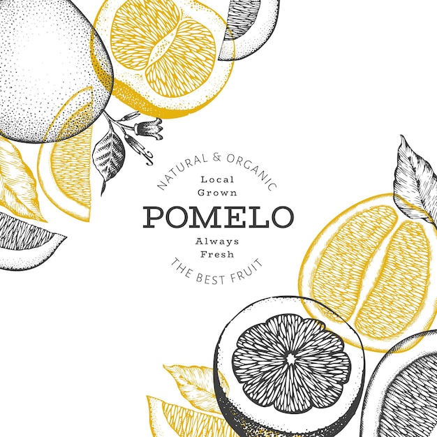 Handgezeichnete skizze stil pomelo. organische frische fruchtillustration. retro-fruchtdesign-vorlage