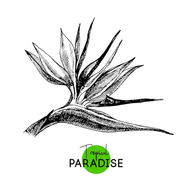 Vektor handgezeichnete skizze tropische paradiespflanze paradiesvogel hintergrundblume vektorillustration