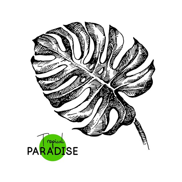 Handgezeichnete skizze tropischer paradiespflanzen monstera blatt hintergrundvektorillustration