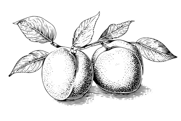 Handgezeichnete skizze von pfirsich- oder aprikosenfrüchten im gravierten stil
