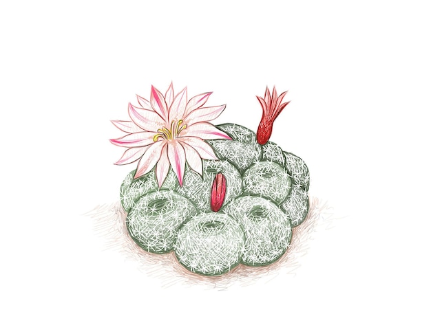 Handgezeichnete skizze von rebutia-kaktus mit blumen