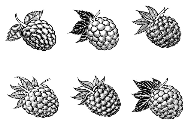 Handgezeichnete Skizzenvektorillustration von Blackberry