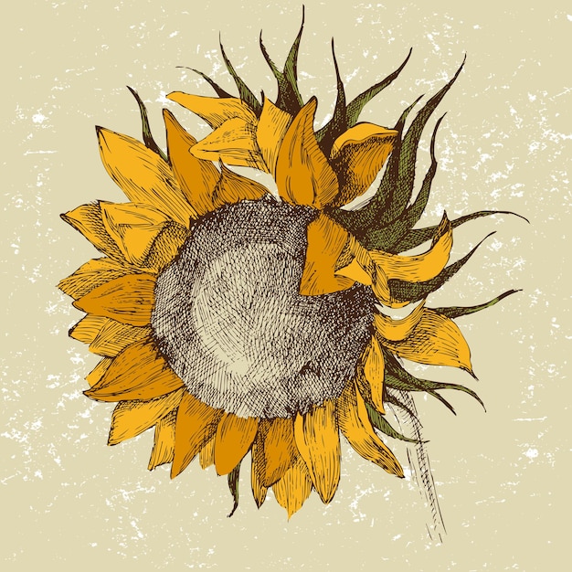 Vektor handgezeichnete sonnenblume im retro-stil