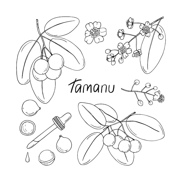Handgezeichnete tamanu-pflanzenskizze. set aus zweigen, blumen und nüssen von calophyllum inophyllum